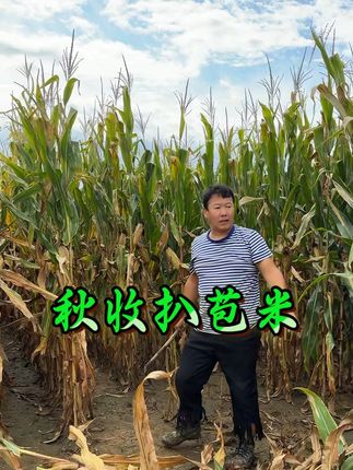 @咱们屯里的人儿 咱们屯秋收扒苞米了#原创视频 #三农种植 #丰收季