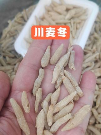 #创作者扶持计划 家人们快瞧这川麦冬!它形似饱满的小橄榄,两端尖俏,模样十分讨喜。颜色呈柔和的黄白色 ,带着自然的质朴感。 它吃法可多啦!日常用开水冲泡,清香瞬间弥漫。煮米饭时撒上一些,让每一粒米都吸饱麦冬的清甜。炖鸡汤时丢进去几颗,鸡汤瞬间风味升级。川麦冬这样有趣又美味,还不赶紧尝尝!#麦冬 #煲汤 #泡茶 #助力三农 @DOU+小助手