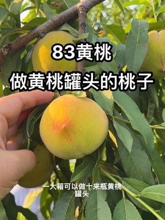 砀山83黄桃,做黄桃罐头的桃子,83黄桃做出来的黄桃罐头真好吃吖#新鲜采摘 #优质农产品 #应季水果 #黄桃 #黄桃罐头