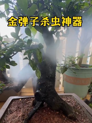 这就是#杀虫神器,现在抓紧给你的#金弹子 喷一喷,防治夏季#病虫害 不用兑水使用方便效果好 #杀虫水乳剂