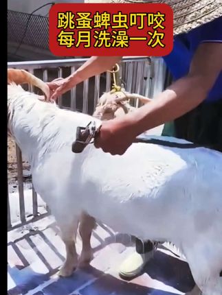 #畜牧养殖 #牛羊养殖 #原来你只是过客