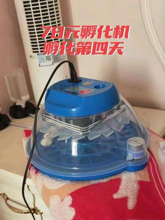 鹦鹉蛋孵化的第四天让我们来看看受精情况!最后得出结果5蛋4受精质量也是嘎嘎好#人工孵化 #孵化 #鹦鹉日常 #手养牡丹鹦鹉 #孵蛋