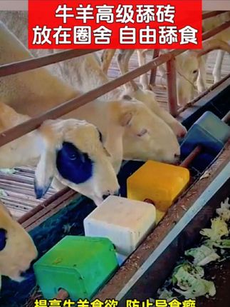 牛羊舔砖营养全促食欲#养羊技术 #牛羊舔砖 #牛羊养殖 #三农