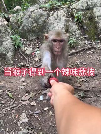 请松猴吃个辣荔枝#猴子