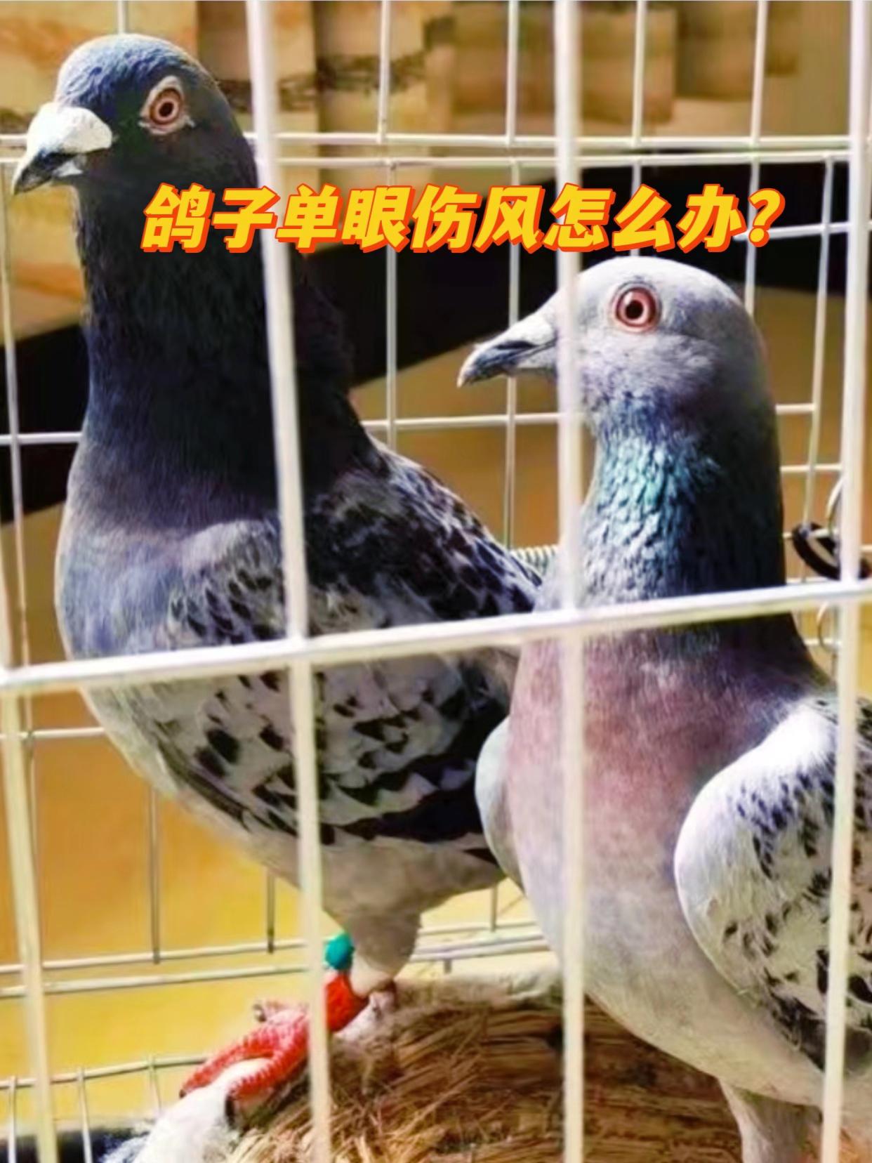 #养鸽人 #种鸽 #信鸽赛鸽 #观赏鸽 #赛鸽欣赏