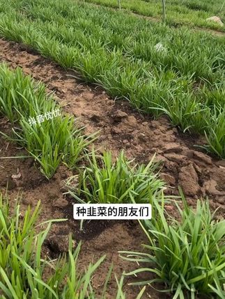 种韭菜的农友们。想要韭菜不黄叶焦尖的。可以试试这款#韭菜叶面肥 #韭菜 #种植农业 #家庭种植