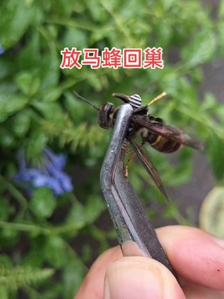 #养蜂技术分享 #养蜂人