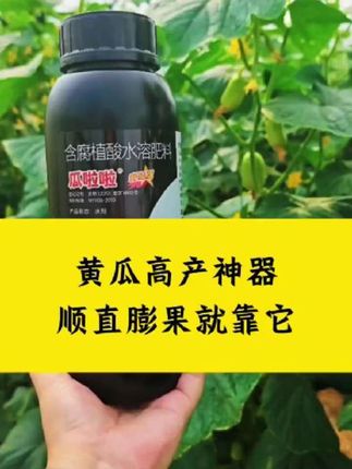 #黄瓜高产 #黄瓜膨果 #瓜啦啦 #黄瓜种植