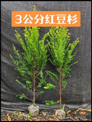 #上热搜 #大自然的馈赠 #看过来 红豆杉树苗植物界的大熊猫 庭院 别墅的理想选择