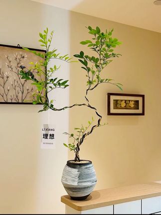 双苗S型老桩造型九里香盆栽盆景室内客厅办公室桌面观叶花卉绿植#强烈推荐#上热门🔥 #爆款热卖中 #每日分享@DOU+小助手 @DOU+上热门