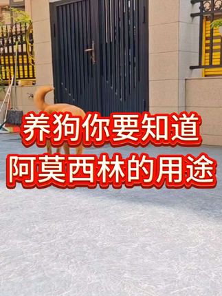 养狗你要知道阿莫西林的用途#狗狗 #养狗人 #新手养狗 #养狗经验分享 #科学养狗