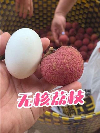 无核荔枝成熟了!你想吃吗?#无核荔枝#无核荔枝苗