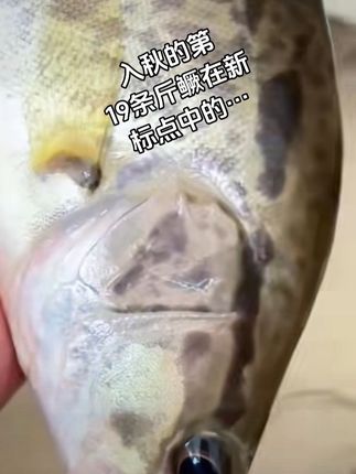 现在找再新的标点也没有资源了…#路亚鳜鱼翘嘴