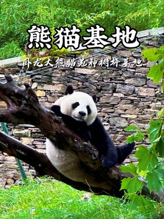 国庆看大熊猫不要再去人挤人了! 来卧龙大熊猫苑神树坪基地,人少猫多,自然环境好!让你看个够!#入秋首冲川西 #秋日放风指南 #卧龙中华大熊猫苑神树坪基地 #天下卧龙熊猫王国 #野趣熊猫看卧龙