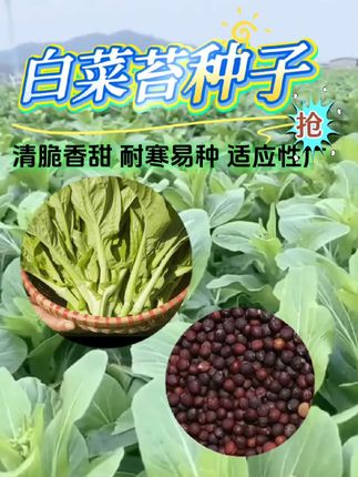 #绿色蔬菜 #四季种植 #在家种菜