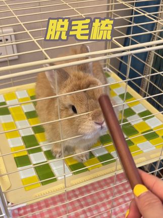 我家已经被兔毛包围了 兔毛满天飞 脱毛的季节还好有这个小梳子 你给梳一回顶着它自己舔一个月的 绝啦#萌宠 #掉毛怪 #兔叽兔叽