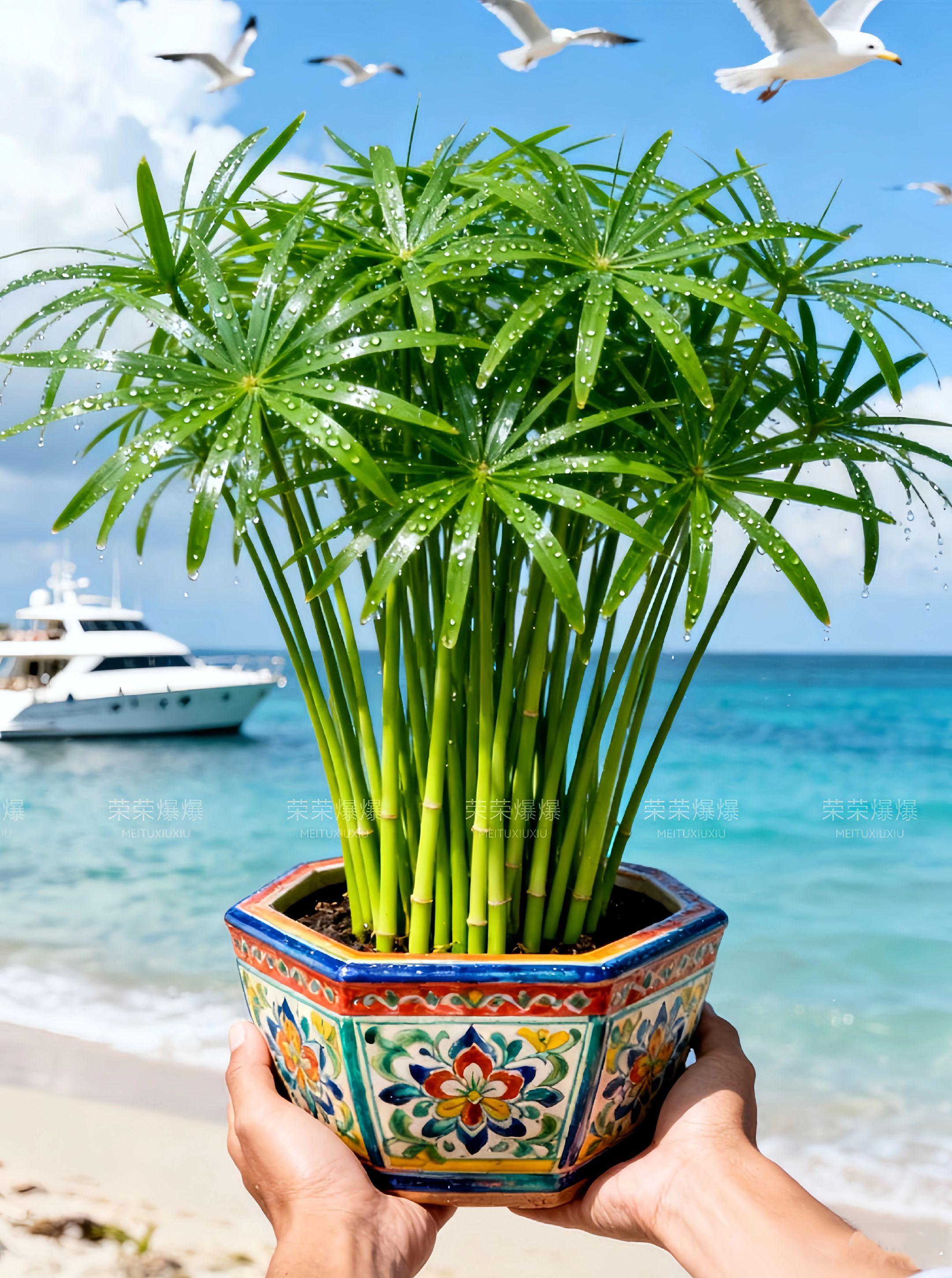 水竹盆栽水棕竹室内室外水生水培植物龟鱼缸。旱伞草风车草,灵动小清新! 细茎顶叶如小伞,风过就转像风车,摆哪都添活气。 水养土培皆可,鱼缸造景绝,阳台种着疯长快。耐旱耐湿不娇气,新手也能养得旺,四季常绿超省心。 这“会转的绿”太治愈,赶紧带回家!#旱伞草水竹 #旱伞草苗 #旱伞草种植 #旱伞草 #绿植盆栽