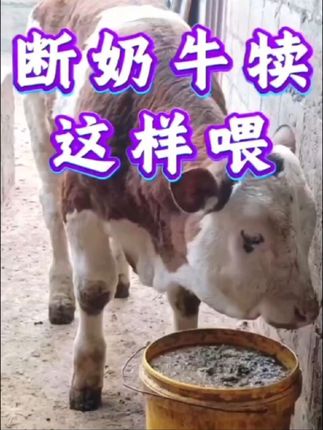 #养牛 #肉牛养殖 #育肥牛 #科学养牛 #农村养牛