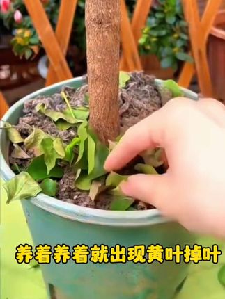 幸福树养不久就黄叶掉叶,这是缺少了水分和养分,要定期给它用这个营养液补充#盆栽 #花卉绿植 #三农流量扶持计划 #三农养花 #养花小知识