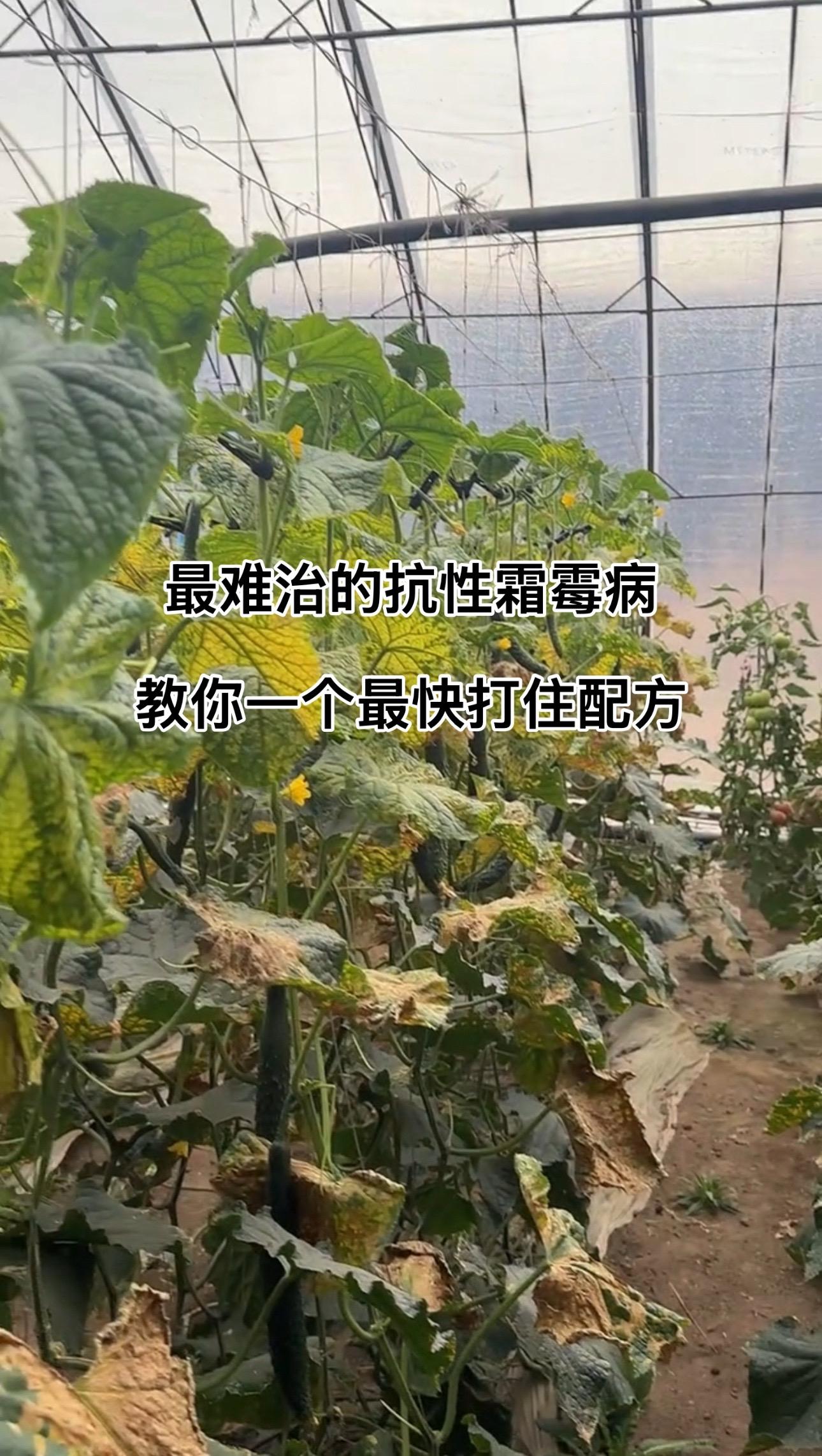 最难治的抗性霜霉病 教你最快打住配方#黄瓜霜霉病 #霜霉病特效药 #霜霉病 #瓜果蔬菜病虫害防治
