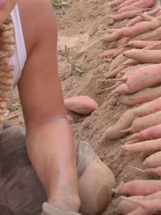 板栗红薯新鲜现挖粉糯甘甜正宗蜜薯5-9斤好吃停不下来口感也不错