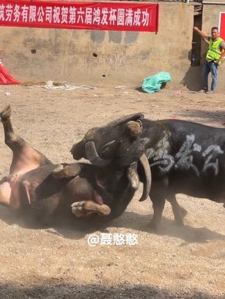 张三丰牛王,功夫太好了#斗牛视频 #斗牛