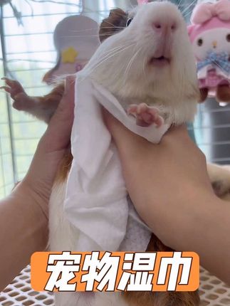 荷兰猪不能频繁洗澡,脏了就用宠物湿巾擦一擦 #创作灵感 #荷兰猪 #豚鼠 #宠物湿巾 #萌宠好物