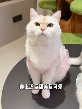夏季网纱公主裙,防飞毛又好看,穿在身上超级舒服清爽#宠物衣服 #猫咪衣服 #猫毛解决方案 #萌宠好物