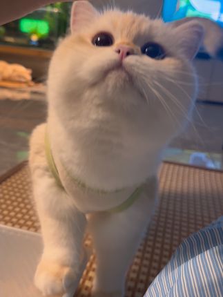 算了我跟你们不养猫的说不清楚~#养猫的乐趣 #铲屎官的乐趣 #可爱的小猫咪