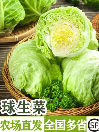 结球生菜清脆香甜,没有苦味。凉拌生吃,卷肉涮火锅都非常好吃。#生菜 #白灼生菜简单又好吃 #蔬菜沙拉 #自己种的纯天然的绿色蔬菜 #白灼生菜做法@DOU+上热门 @抖音小助手 @DOU+小助手 @巨量千川