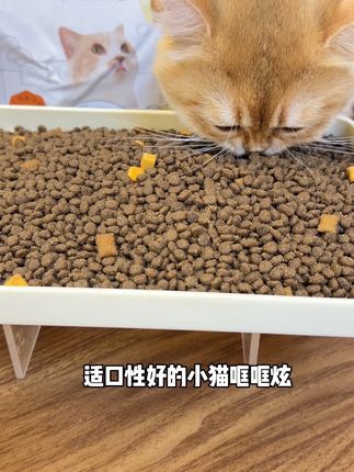 我就说让你们再等等吧、诚实一口的yummy三拼猫粮,还有小猫没吃过吗!#新手养宠 #猫粮 #诚实一口