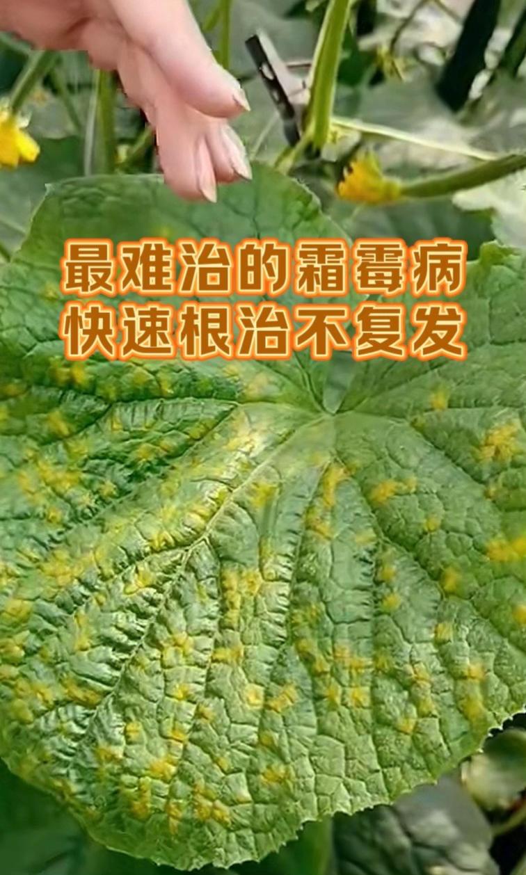 最难治的霜霉病,快速根治不复发#黄瓜种植 #黄瓜霜霉病防治 #霜霉病特效