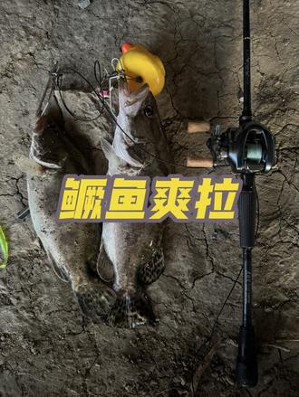 马川鱼t尾,钓鳜鱼用它就对了,在一群钓友之间拔鱼,真的太爽了。#马川鱼 #哈斯达黑悟空 #鳜鱼 #倒钓钓组