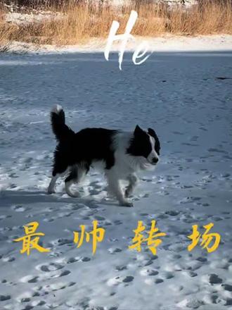 小狗帅气转场.😆#边牧转场 #萌宠出道计划 #萌宠日常记录 #小狗日记 #好朋狗