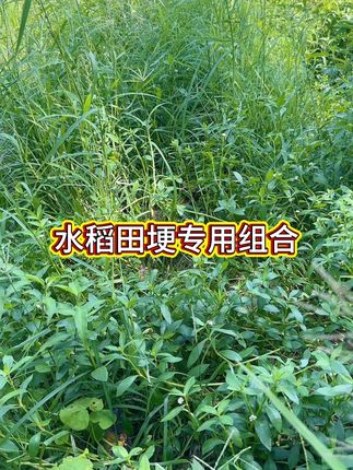 清理田埂 专用技术包 田埂上多复杂的 尖叶子 阔叶子 都给你清理干净 不伤两边水稻苗。#水稻田埂专用 #水稻田埂清理 #水稻田埂清理不伤两边秧苗 #水稻田埂专用清理 #水稻种植