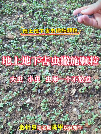 地上地下害虫撒施颗粒 种植的萝卜白菜青菜等被地上地下害虫祸害怎么办?#地上地下害虫#地下害虫防治#农业种植 #萝卜种植