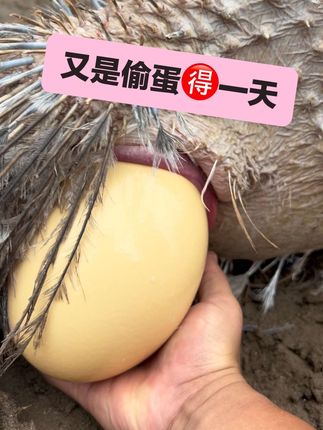 #原创视频 #抖音新农人 #三农 #新农人计划 #创作者扶持计划