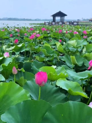视频同款