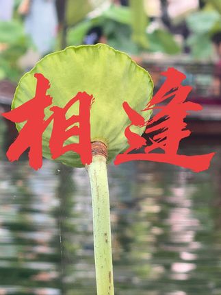 少时春风得意马蹄疾,不信人间有别离 #珍惜 #相逢 #古诗词 #感悟人生 #情感