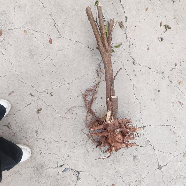 不好,枝干干了,不知道能不能活#我在抖音买买买