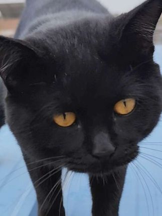 好消息:猫小黑叫了 坏消息:它又上房拉💩了(重新编辑了一下)#黑猫#猫咪的迷惑行为 #黑狗 #猫狗双全