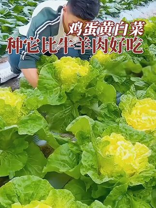 鸡蛋黄心大白菜,吃起来口感细腻,带着清甜滋味,强烈建议你也种上一些!#黄心白菜#蔬菜种子#三农
