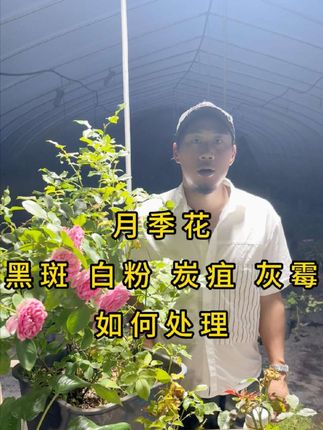 月季花,黑斑病.白粉病.炭狙病.灰霉病,如何去处理#月季花#黑斑病 #月季花养护 #养护小知识 #鲜花