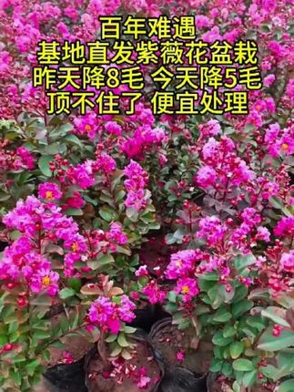 紫薇花盆栽阳台庭院四季好养绿植盆景耐寒耐高温花卉原盆原土发#盆栽 #紫薇花盆栽