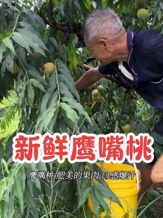 爆汁!超脆!巨甜!🍑 现摘现发的新鲜鹰嘴桃,错过等一年!戳⬇️⬇️⬇️ #时令水果 #鹰嘴桃 #助农水果#应季水果