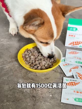 养宠家庭一定要常备益生菌,不然真有问题再买可就来不及啦#养狗经验分享 #宠物益生菌 #小宠千亿益生菌