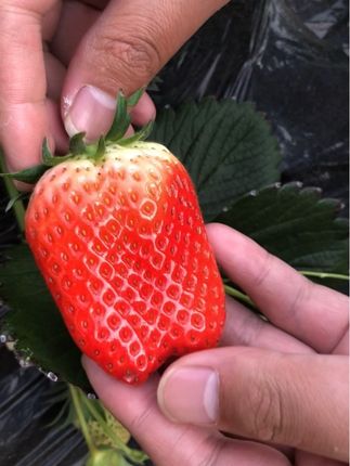 新鲜大#草莓 可以在家#花盆 种植 一些 在家实现#草莓自由 还能每天#新鲜采摘 #家庭盆栽