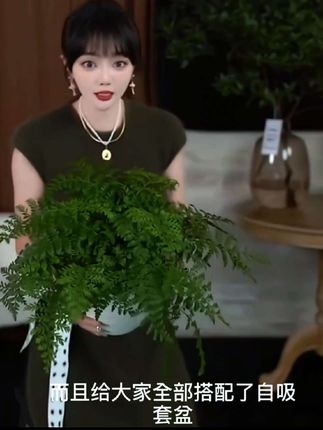 吉姆蕨网红植物盆栽 #绿植 #盆景花卉 #水培蕨类 #盆栽花
