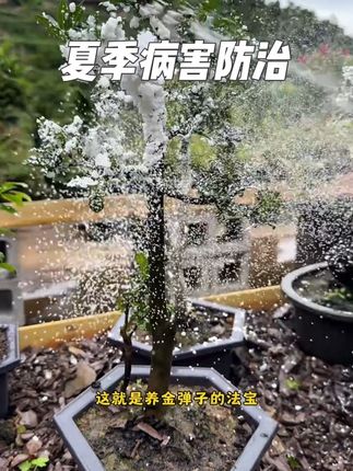 金弹子春季养护法宝:抗病抗菌双效灵,半月一喷,叶片清爽无病害!,#金弹子养护 #双效灵 #真菌病害防治 #叶片健康