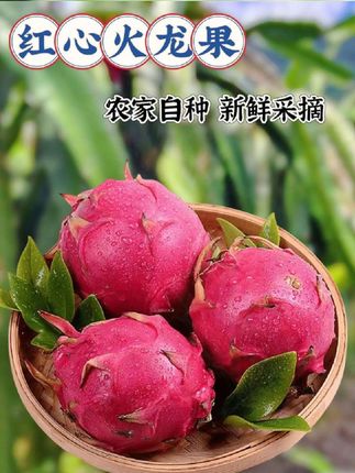 好消息好消息,家人们,现在我给大家找到了优质的红心火龙果原产地直发的红心火龙果,喜欢的抓紧时间下单了数量有限#红心火龙果 #快来一起尝个鲜 #应季水果 #火龙果基地 #农产品